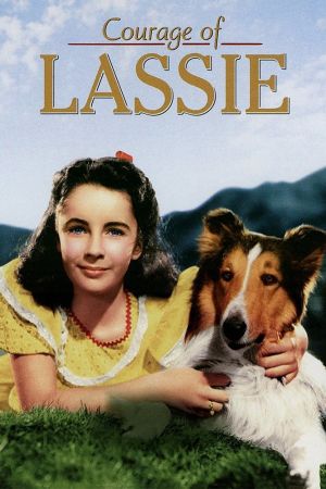 Image Lassie - Held auf vier Pfoten – Der Film