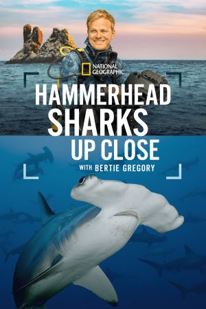 Image Hammerhead Sharks Up Close with Bertie Gregory